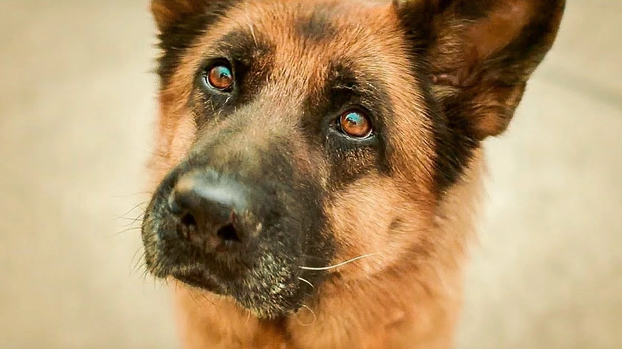 Chú Chó Palma (A Dog Named Palma)