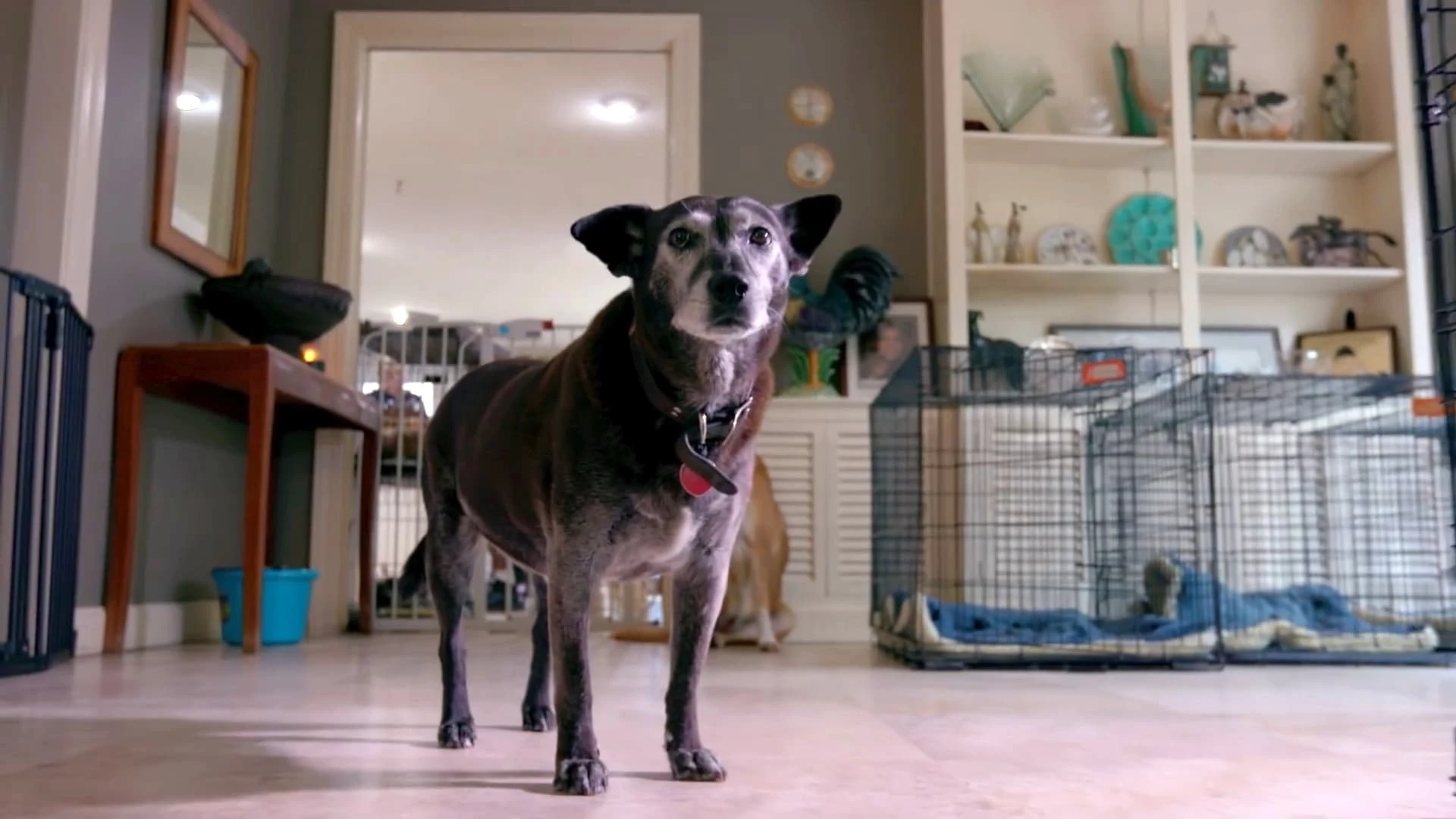 Cuộc Sống Ở Trại Chó (Life in the Doghouse)