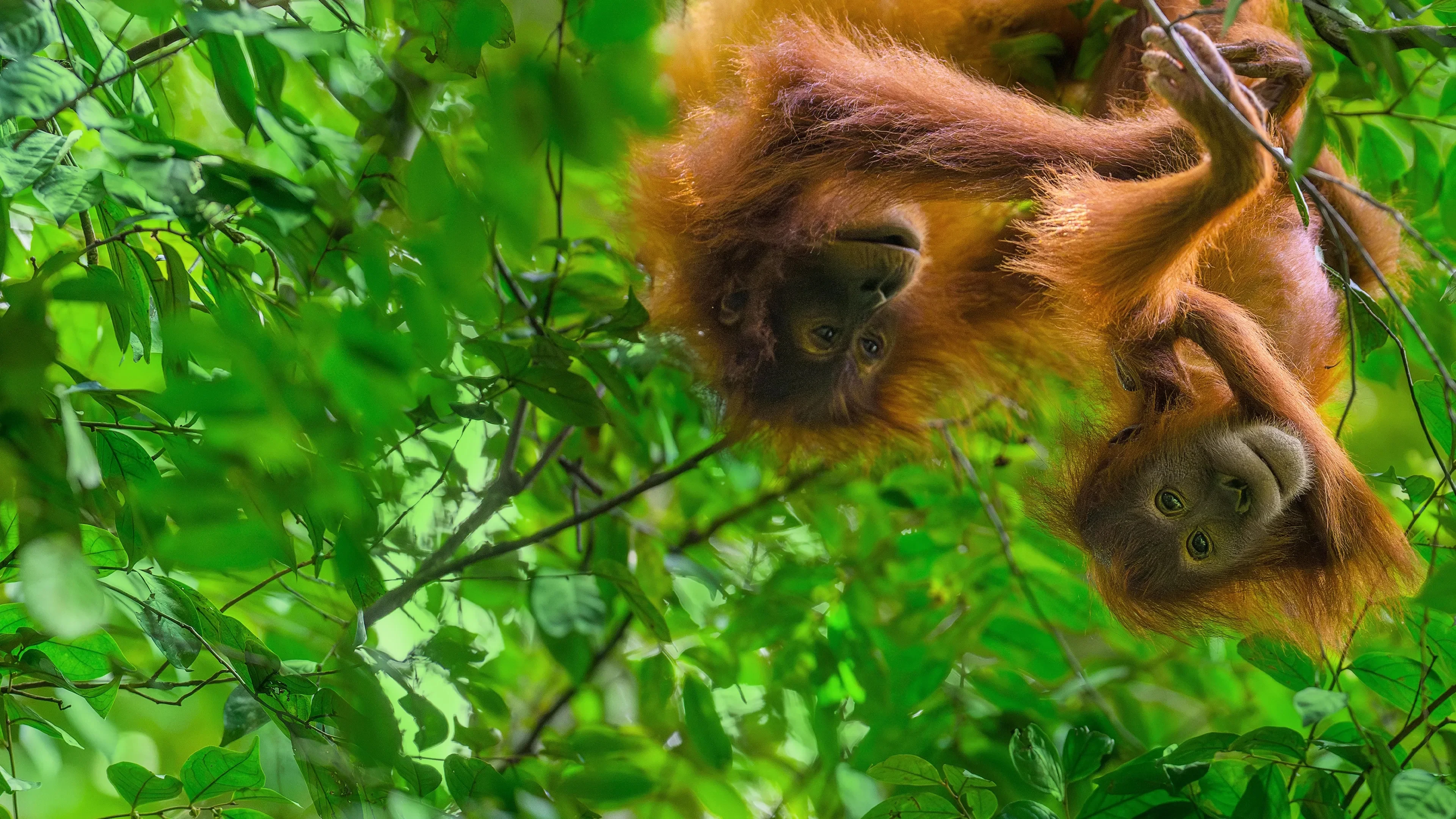 Đười ươi (Orangutan)