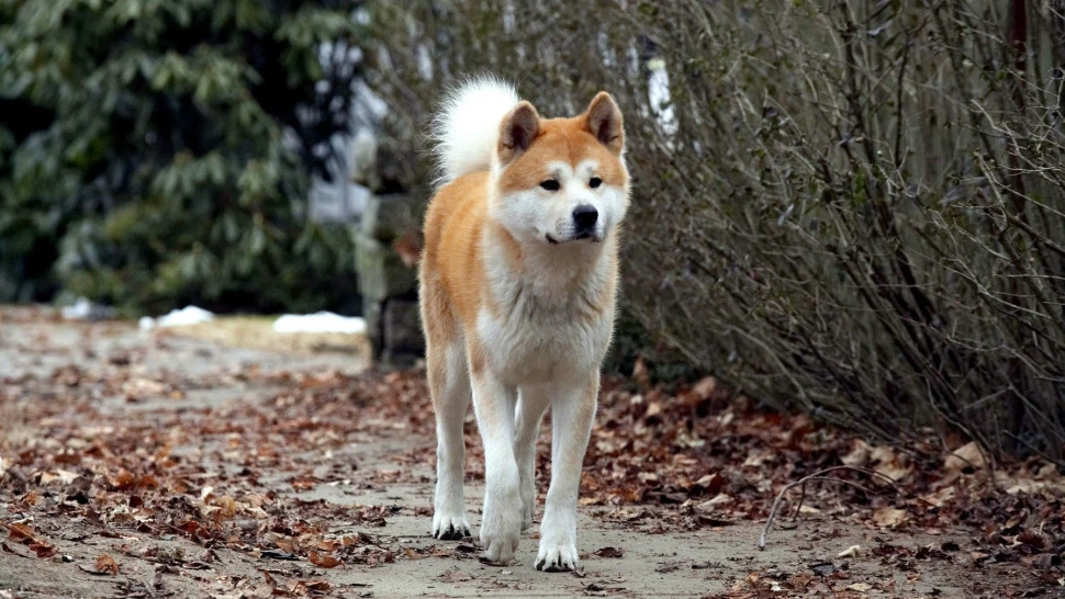 Hachiko Chú Chó Trung Thành (Hachi: A Dog's Tale)