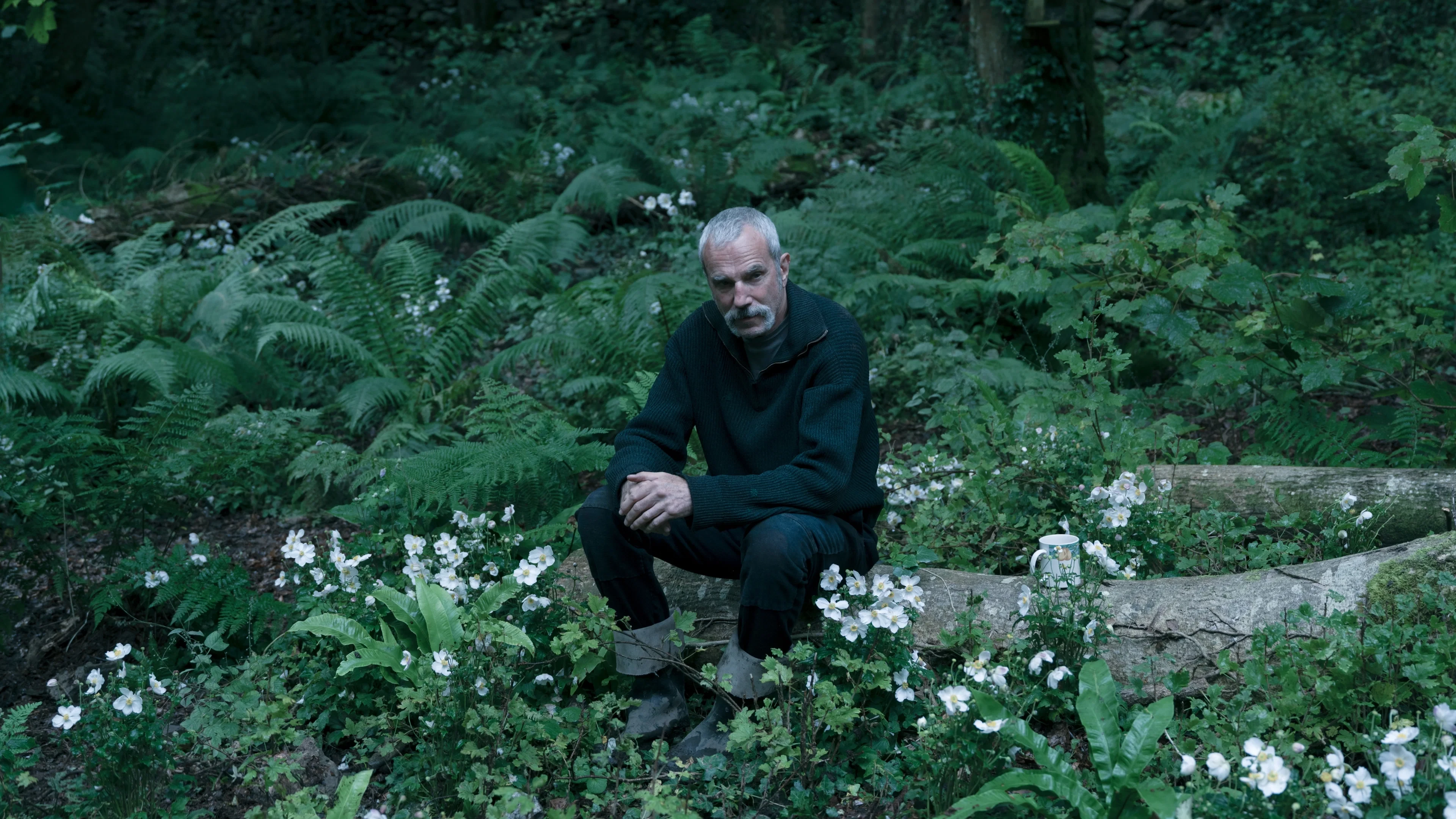 Hải Quỳ Nở Hoa (Anemone)