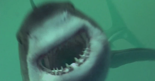 Mồi Cá Mập (Open Water 3: Cage Dive - Shark Terror)
